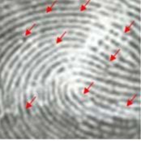 Image for - Development of Natural Luminescent Powder for the Detection of Latent Fingerprint